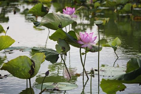 水型|水生植物